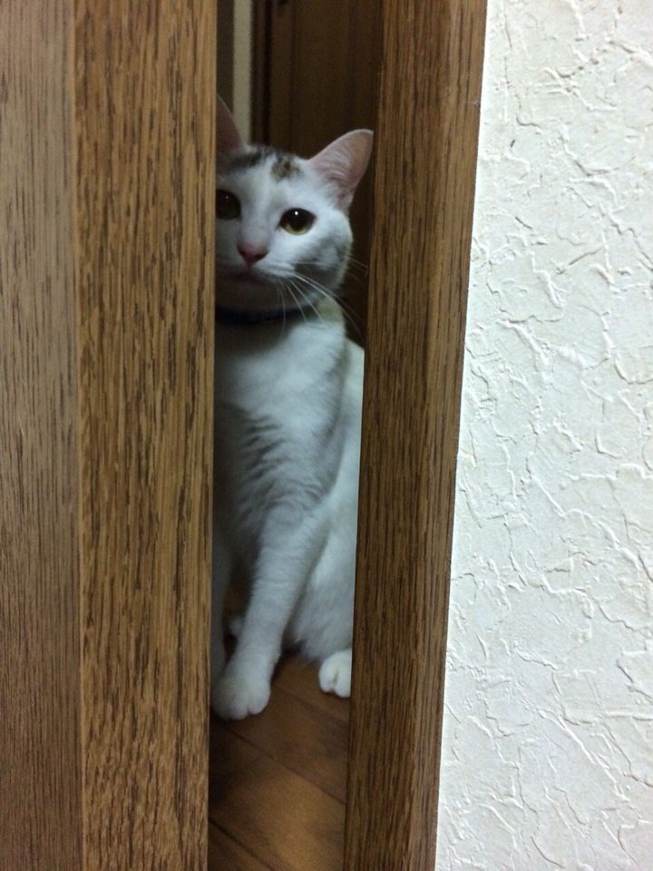 旅で出会った猫たち(きゃつら)_f0223097_18244454.jpg