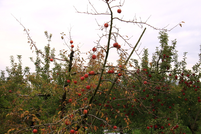 d0248502_724776.jpg