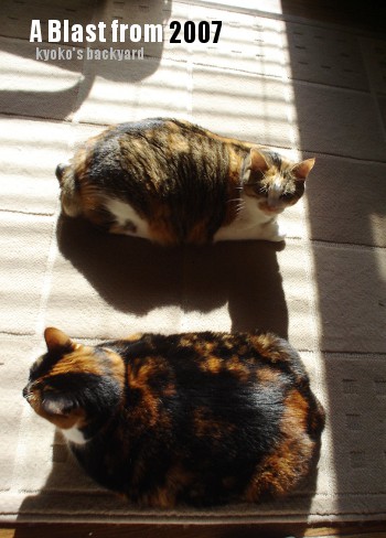2007年の衝撃?猫写真_b0253205_01345478.jpg