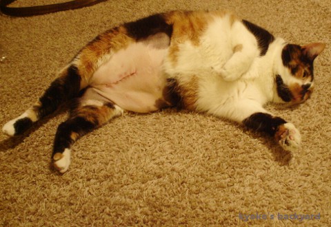 2007年の衝撃?猫写真_b0253205_01382290.jpg