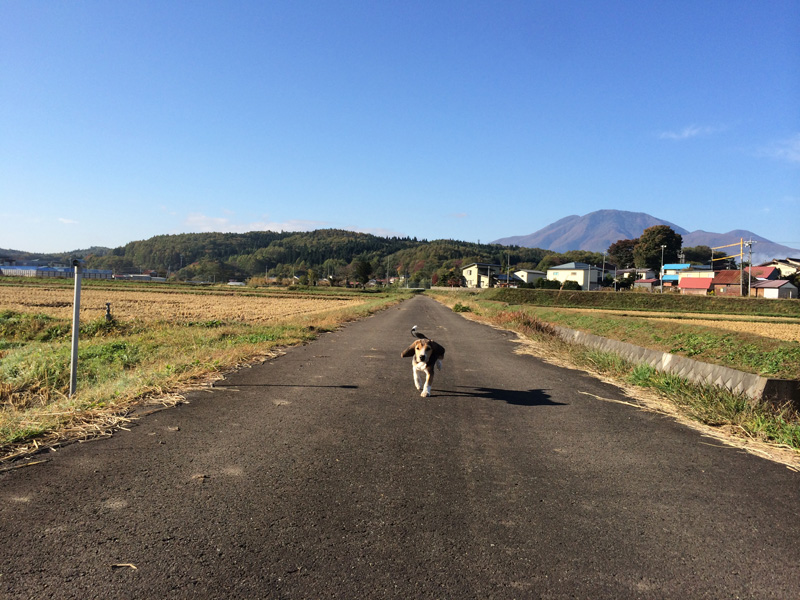 ジョギング犬３日目♪_f0051306_11270435.jpg