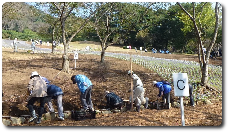 チューリップ植え付け　　　　　　　　　　　　　　　　　　　　　　　　　　平成26年10月25日_b0052108_20313126.jpg