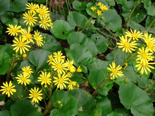 今治市大角鼻のツワブキとノジギクの花と景観はmore…2014/10/25_f0231709_19435084.jpg