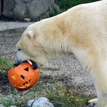 ララの子供たちの将来（下）　～　ドイツ・ハノーファー動物園のシュプリンターとナヌークのハロウィン_a0151913_3482842.jpg