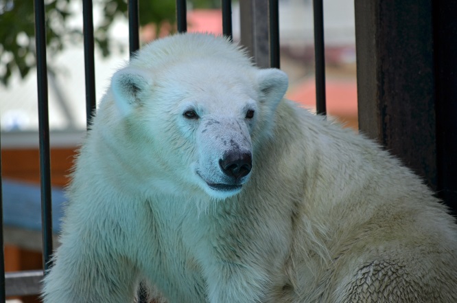 ララの子供たちの将来（下）　～　ドイツ・ハノーファー動物園のシュプリンターとナヌークのハロウィン_a0151913_3573721.jpg