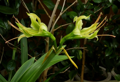 Hippeastrum calyptratum_b0099813_0393934.jpg