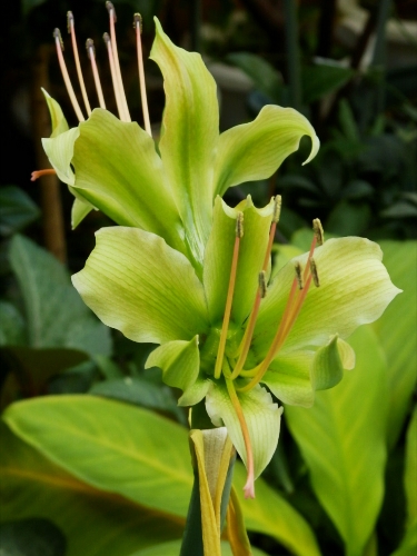 Hippeastrum calyptratum_b0099813_0393942.jpg