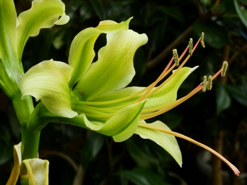 Hippeastrum calyptratum_b0099813_0393969.jpg