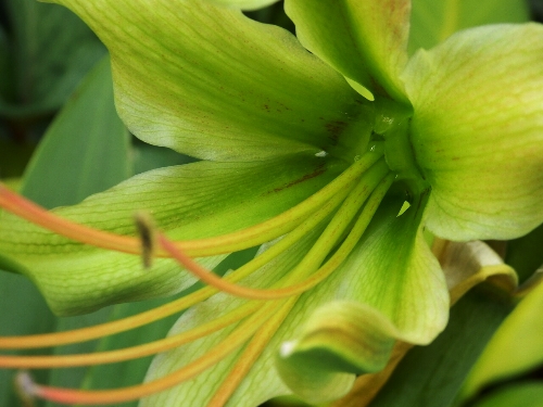 Hippeastrum calyptratum_b0099813_0393995.jpg