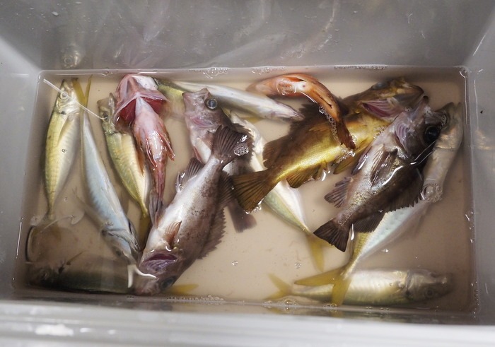 夫の釣果_c0116915_23523245.jpg