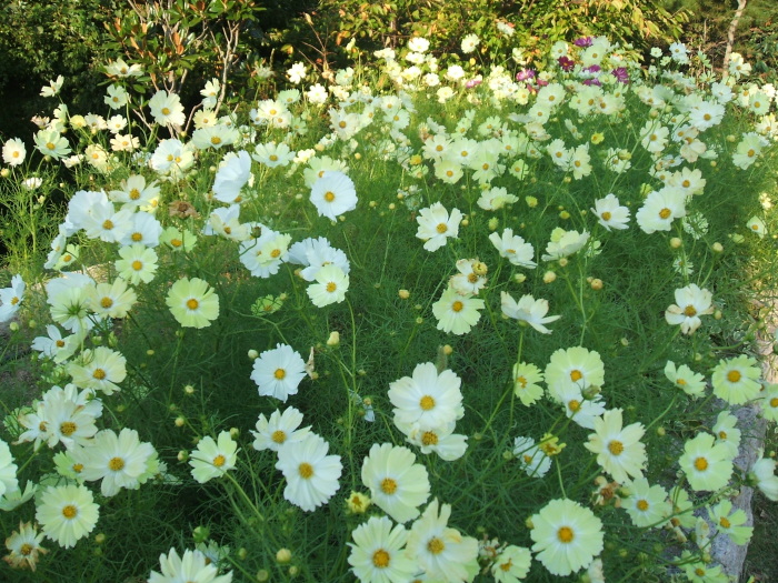 2014年秋　海の中道海浜公園_f0192820_18495528.jpg