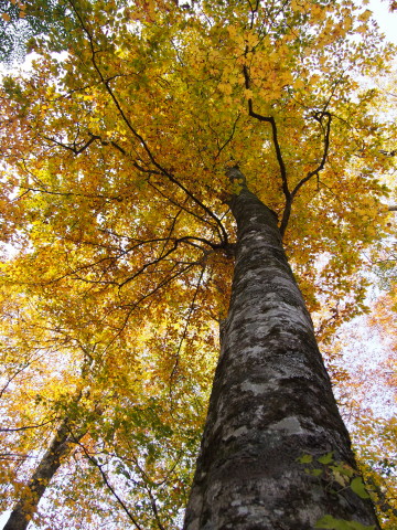 紅葉の十二湖(深浦町)*2014.10.25_b0147224_2345185.jpg