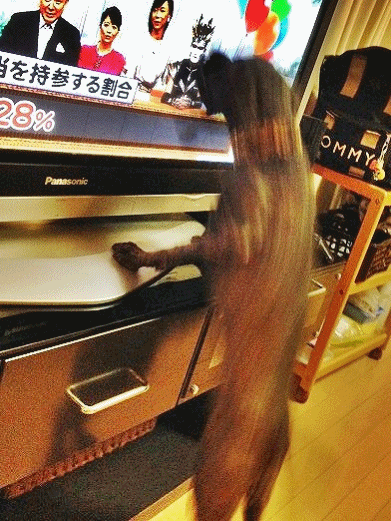 f0326925_23510790.gif