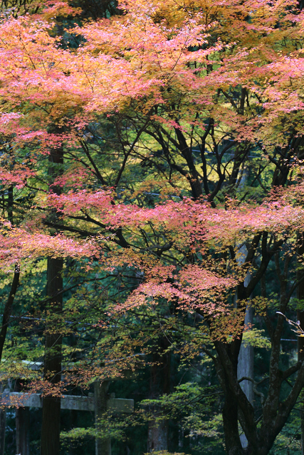 紅葉の比叡山 －延暦寺・西塔（にない堂、釈迦堂）－_b0169330_17461651.jpg