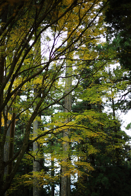 紅葉の比叡山 －延暦寺・西塔（にない堂、釈迦堂）－_b0169330_17473853.jpg