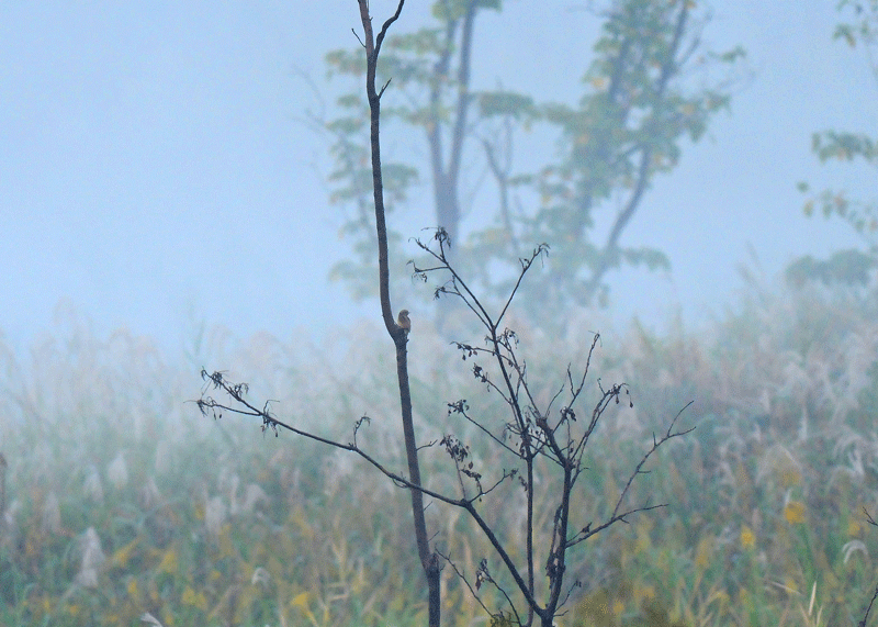 d0290240_17204470.gif