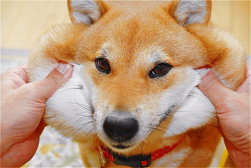 威風堂々 写心食堂 威風堂々 写心食堂