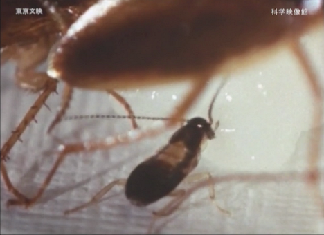 聞きたくもないゴキブリの映画「ゴキブリ百科」が好評_b0115553_08462012.png