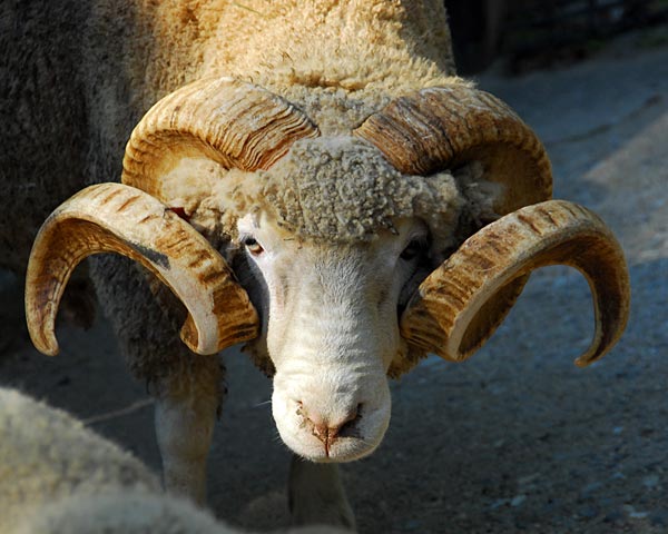 大阪府　五月山ハイキングと動物園_e0035757_01120283.jpg