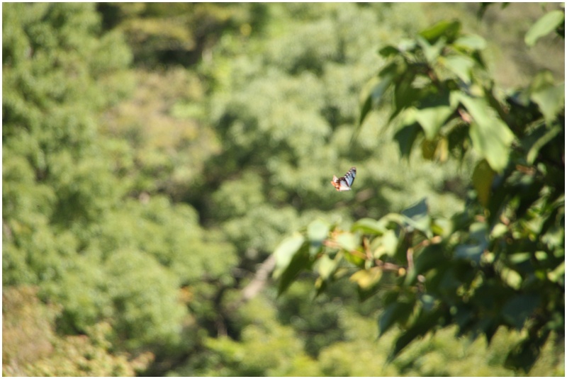 秋の山散歩♪_a0167759_22424748.jpg