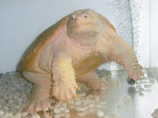 Albino Common snapping turtleの成長その10+1日_c0105569_0321355.jpg