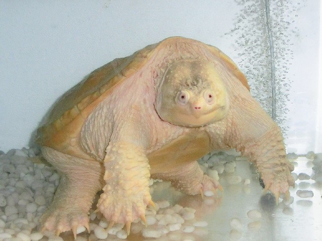 Albino Common snapping turtleの成長その10+1日_c0105569_0341294.jpg