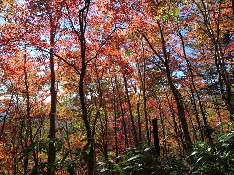 南沢山・横川山　　のんびり紅葉ハイク_f0302771_1354376.jpg