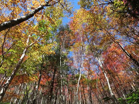 南沢山・横川山　　のんびり紅葉ハイク_f0302771_1363749.jpg