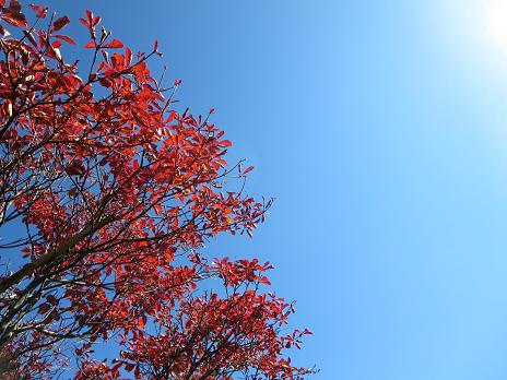 南沢山・横川山　　のんびり紅葉ハイク_f0302771_1392637.jpg