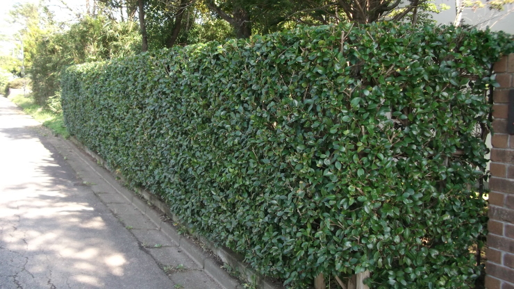 c0212083_21565136.jpg