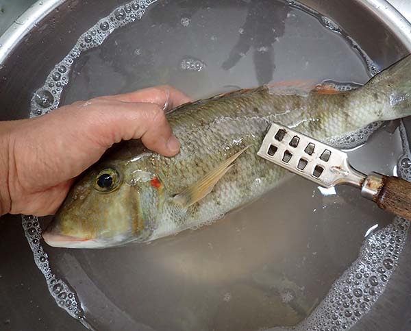 沖縄さかな生活 3 ムルーのパン粉焼き トキシンのイラストレーター的 沖縄 生活 沖縄さかな生活 3 ムルーのパン粉焼き トキシンのイラストレーター的 沖縄 生活