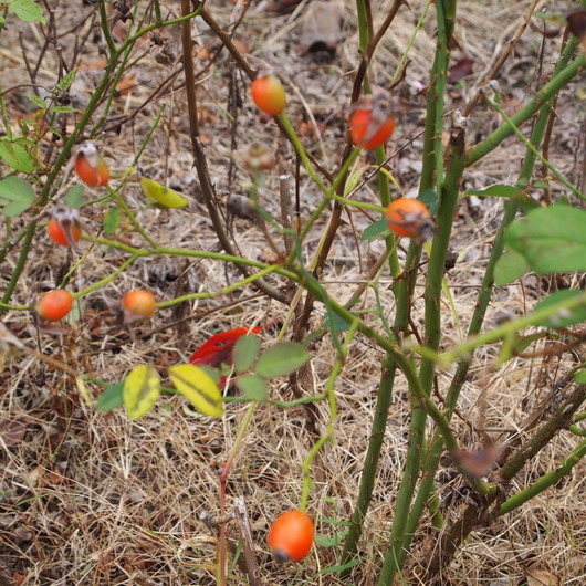 花苗の予約の季節_a0292194_10414610.jpg