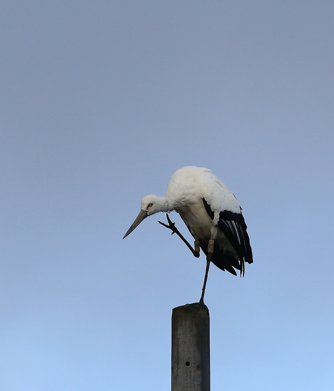 幸運のコウノトリ_f0296999_18422843.jpg