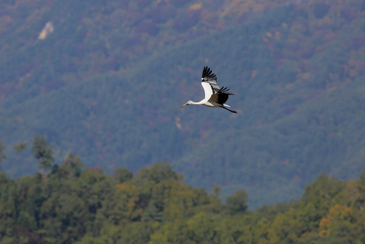 幸運のコウノトリ_f0296999_1985129.jpg