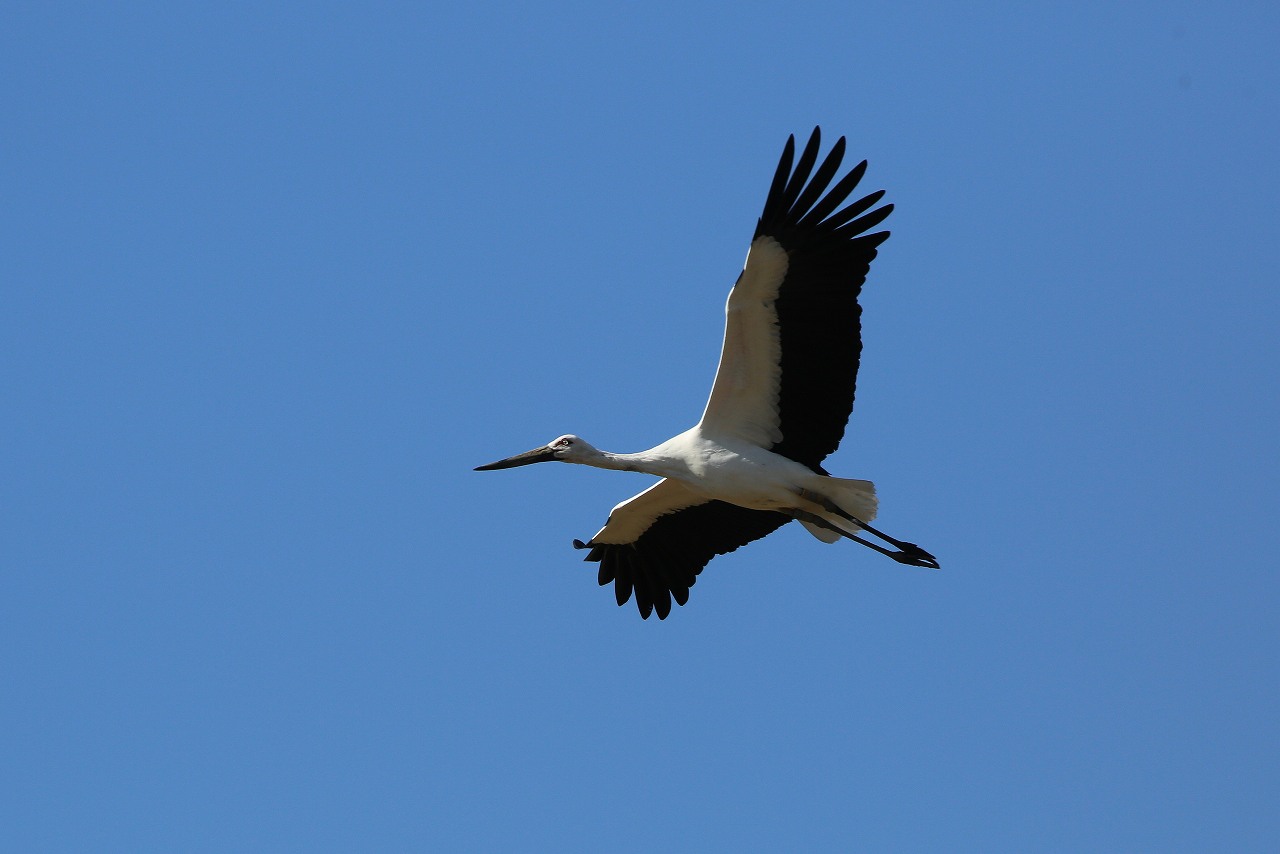 幸運のコウノトリ_f0296999_21145963.jpg