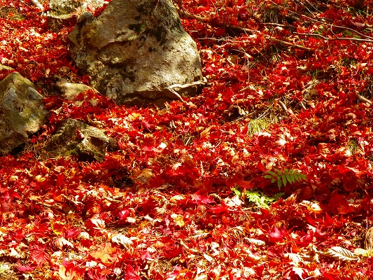 f0187402_9312040.jpg