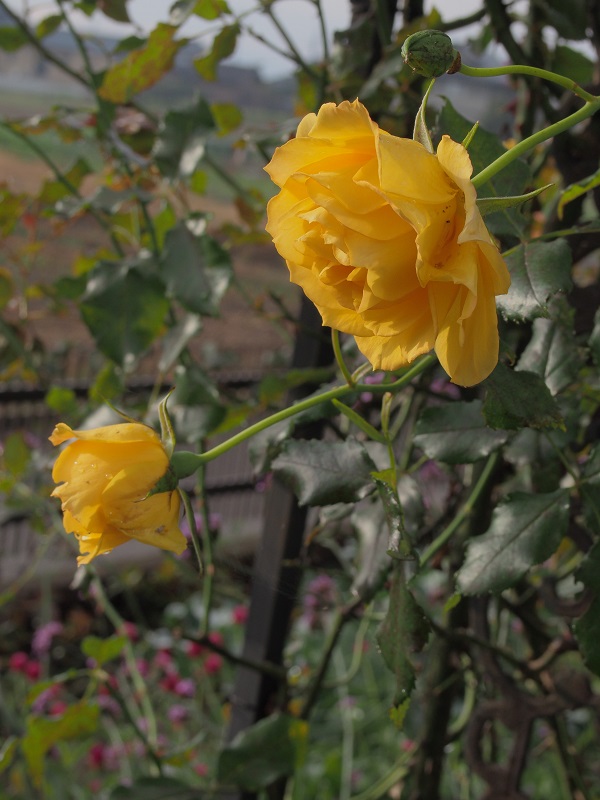 d0001008_162737.jpg