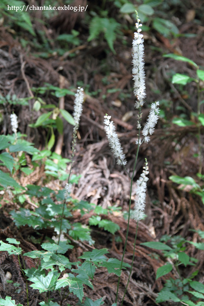 c0189013_22571359.jpg