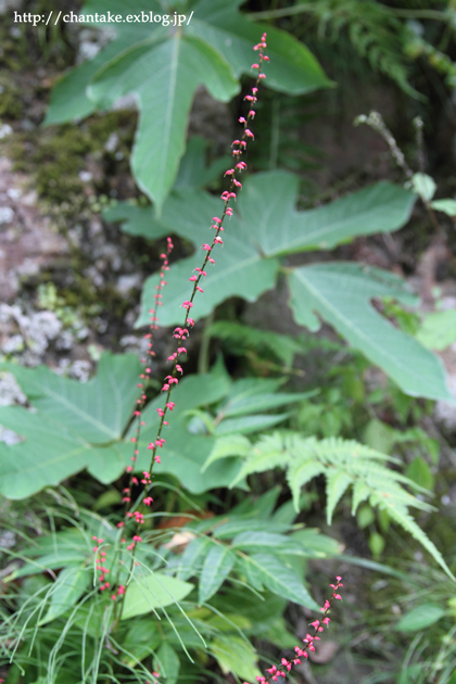 c0189013_2371417.jpg