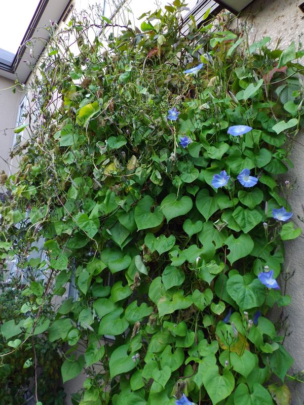 紅葉・黄葉と枯葉_c0025115_19503088.jpg