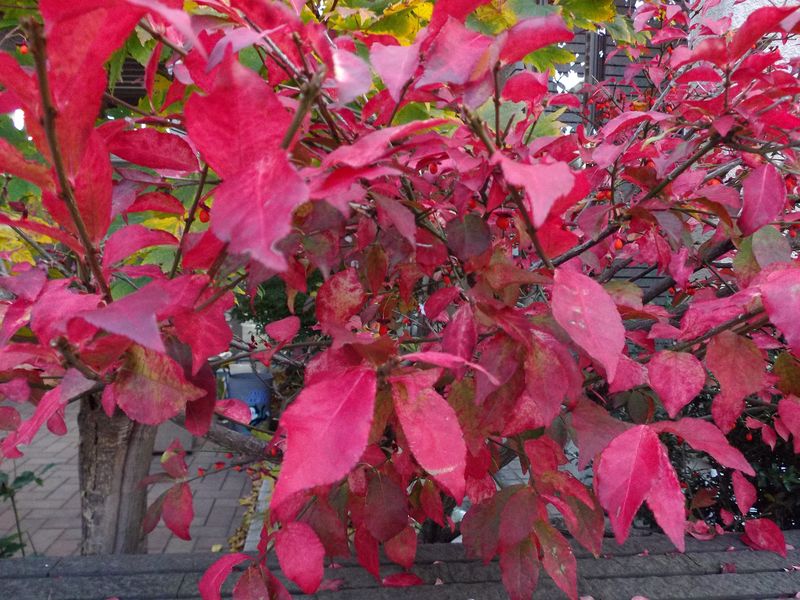 紅葉・黄葉と枯葉_c0025115_19553874.jpg
