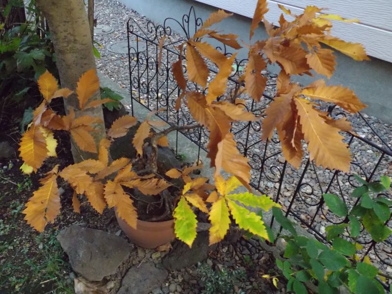 紅葉・黄葉と枯葉_c0025115_19580532.jpg
