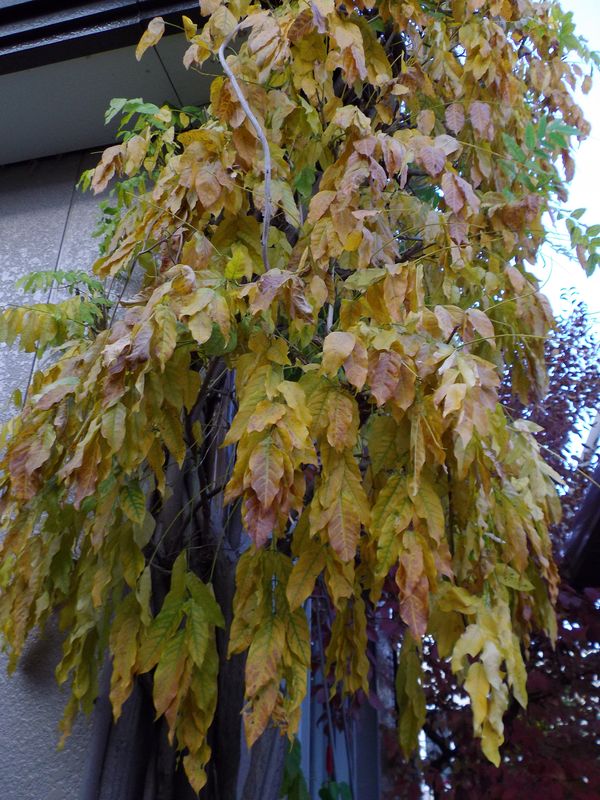 紅葉・黄葉と枯葉_c0025115_19592103.jpg