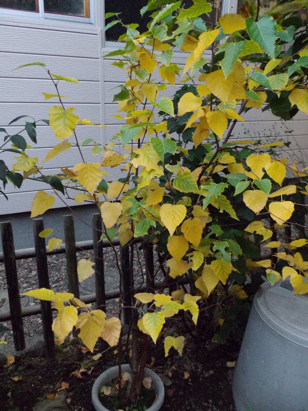 紅葉・黄葉と枯葉_c0025115_20002913.jpg
