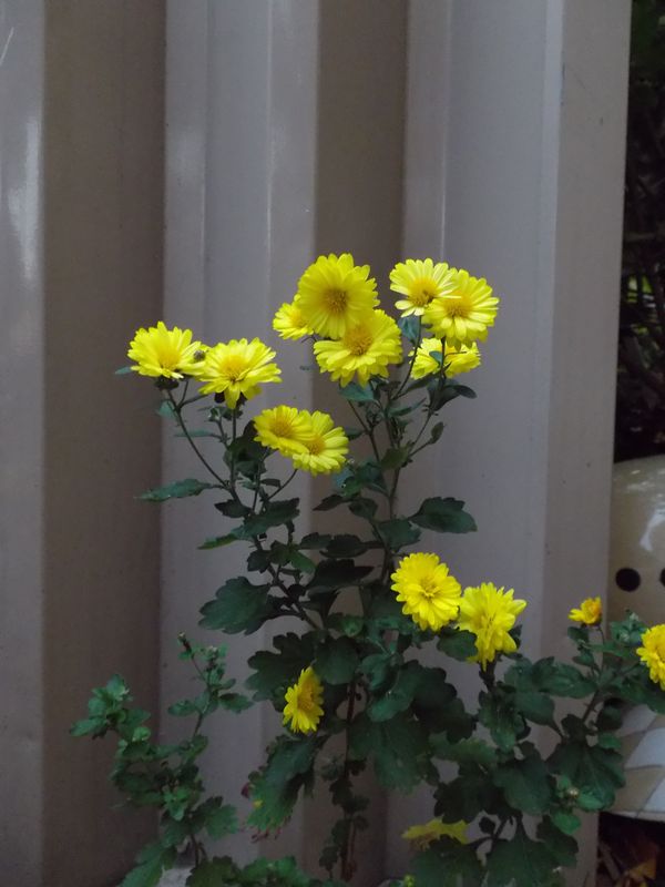 紅葉・黄葉と枯葉_c0025115_20085144.jpg