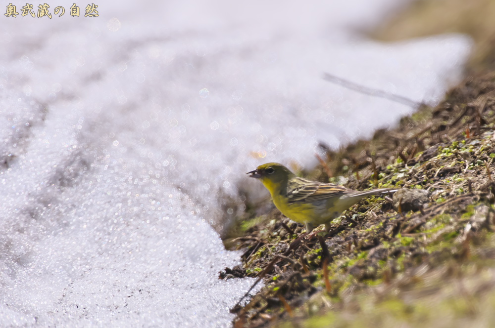 峠で出会った鳥_e0268015_1829313.jpg