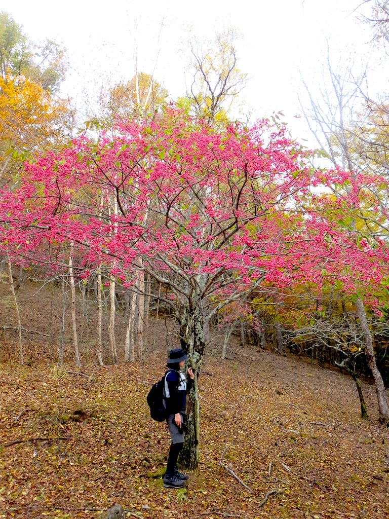 紅葉の瑞牆山に登ってきました！_a0165316_23304956.jpg