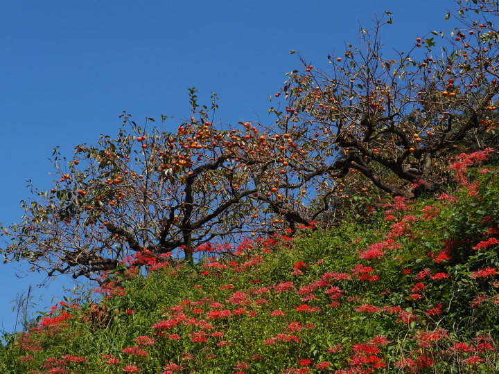 b0244424_1402643.jpg