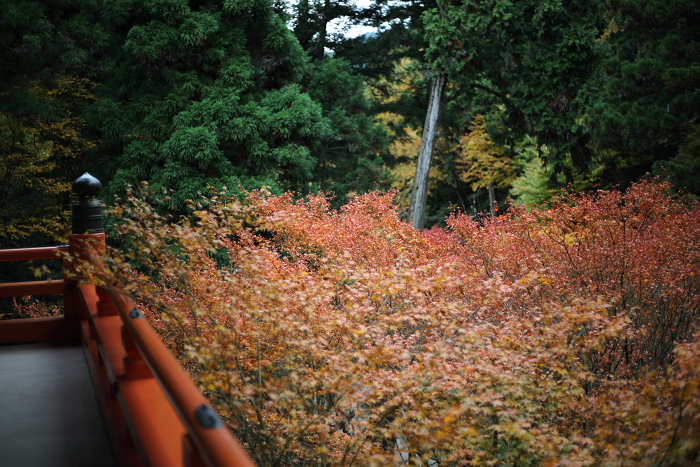 紅葉の比叡山 －延暦寺・横川（横川中堂・前編）－_b0169330_15564620.jpg