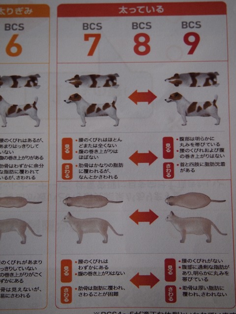 肥満は病気です 第2回 犬と猫の健康アンバサダーミーティング その2 Buen Viaje ブエン ビアーへ 旅と猫 肥満は病気です 第2回 犬と猫の健康アンバサダーミーティング その2 Buen Viaje ブエン ビアーへ 旅と猫